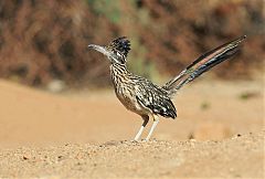 Greater Roadrunner